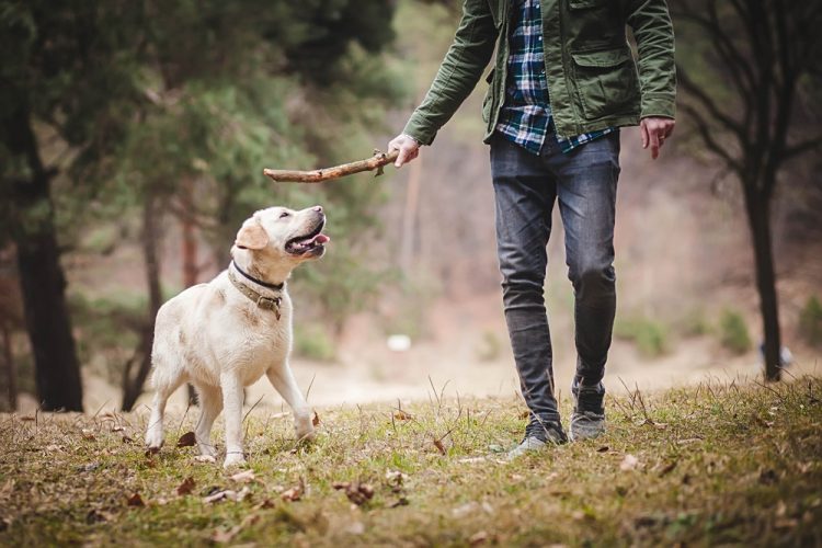 Kako vam vaš pas može popraviti zdravlje?