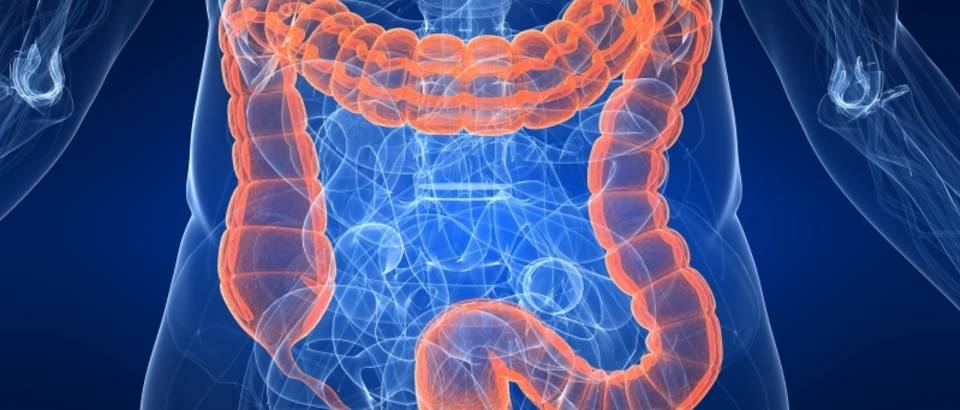 Organi bez kojih je moguće živjeti Organi bez kojih je moguće živjeti