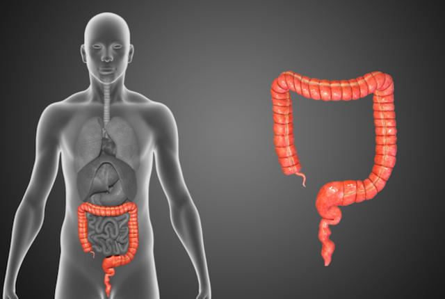 Organi bez kojih je moguće živjeti Organi bez kojih je moguće živjeti