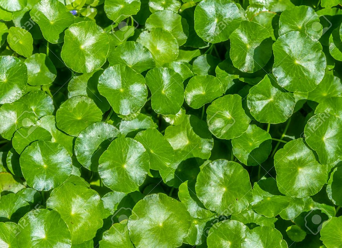 Biljke koje vam prirodno poboljšavaju pamćenje