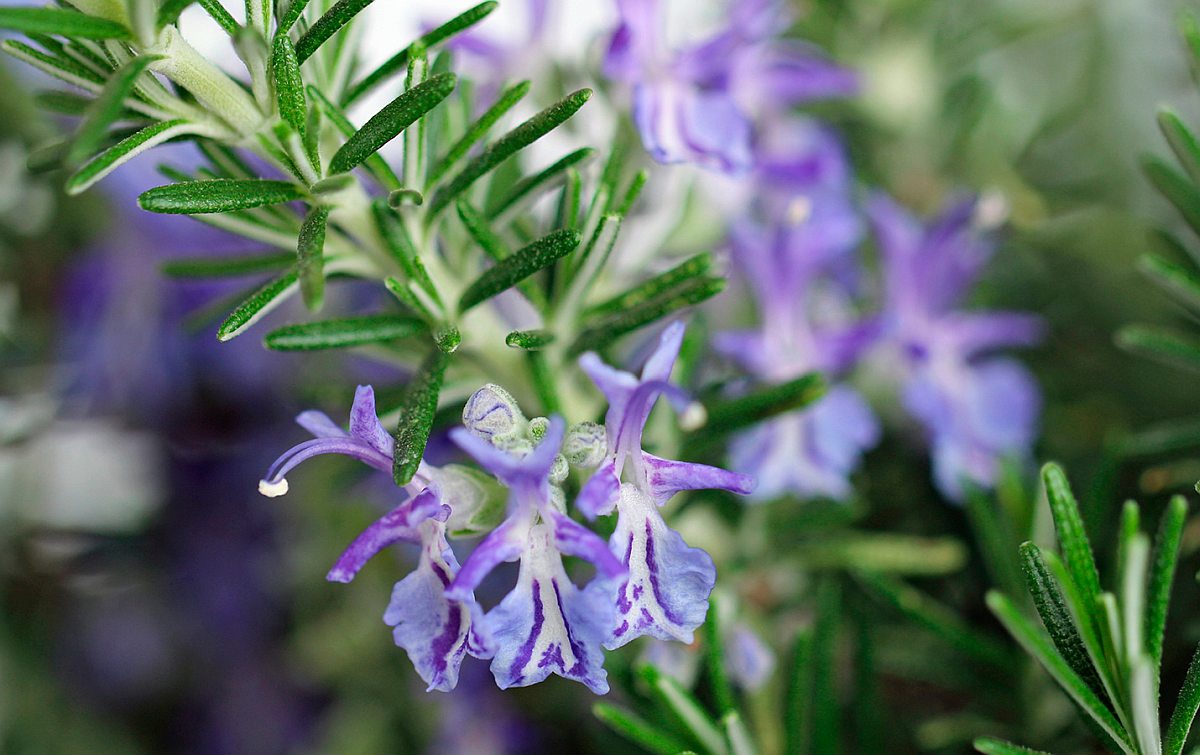Biljke koje vam prirodno poboljšavaju pamćenje