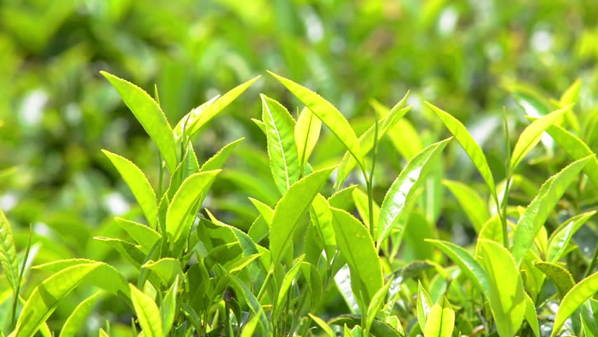 Biljke koje vam prirodno poboljšavaju pamćenje