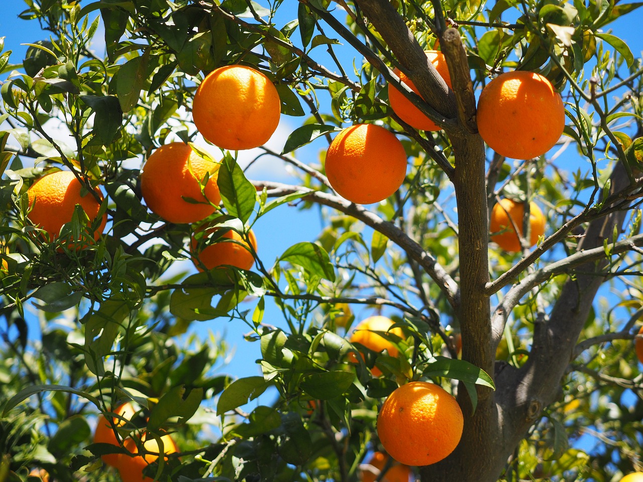 Nevjerovatne zdravstvene koristi mandarina Nevjerovatne zdravstvene koristi mandarina