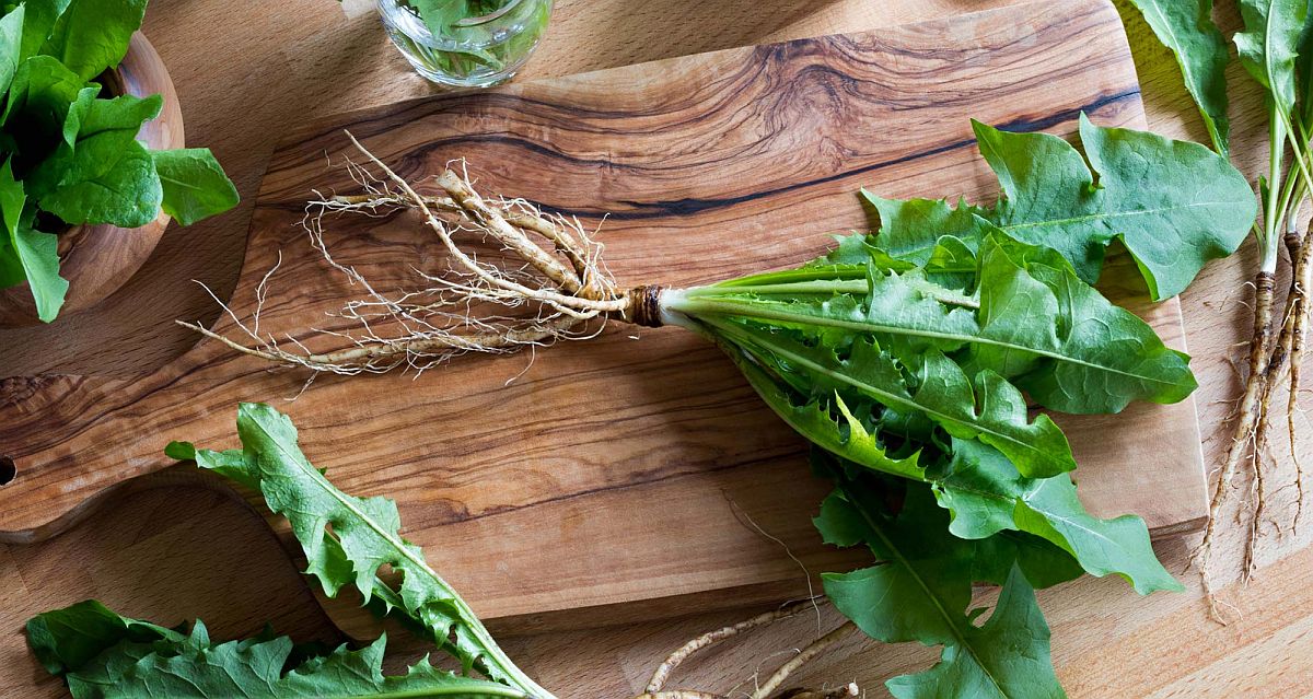 Ljekovita svojstva čaja od maslačka