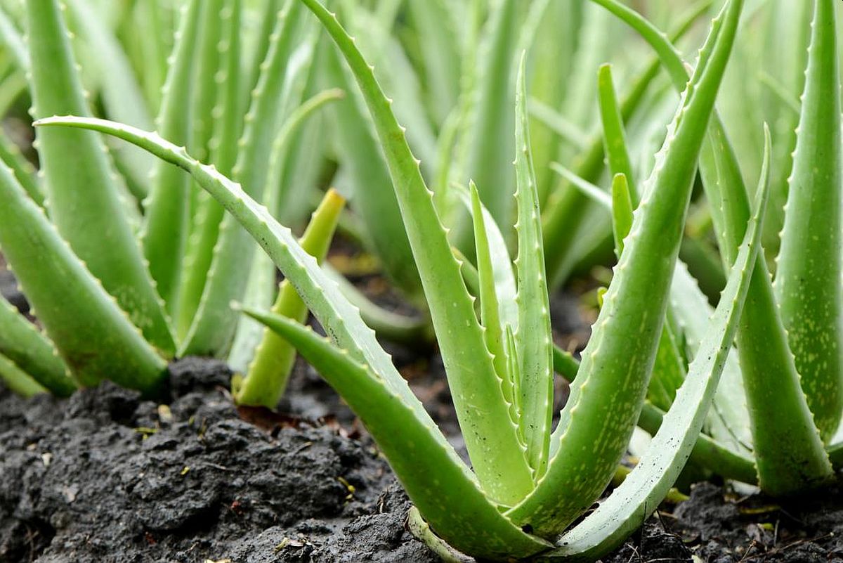 Nevjerovatne prednosti aloe vere