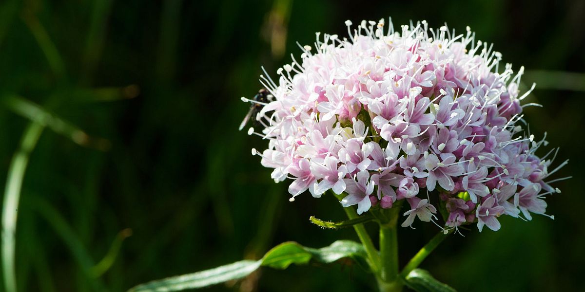 Prirodno blago: Pet biljaka za kućno liječenje