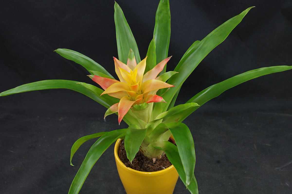 Biljke koje čiste zrak od zagađenja i toksina Biljke koje čiste zrak od zagađenja i toksina