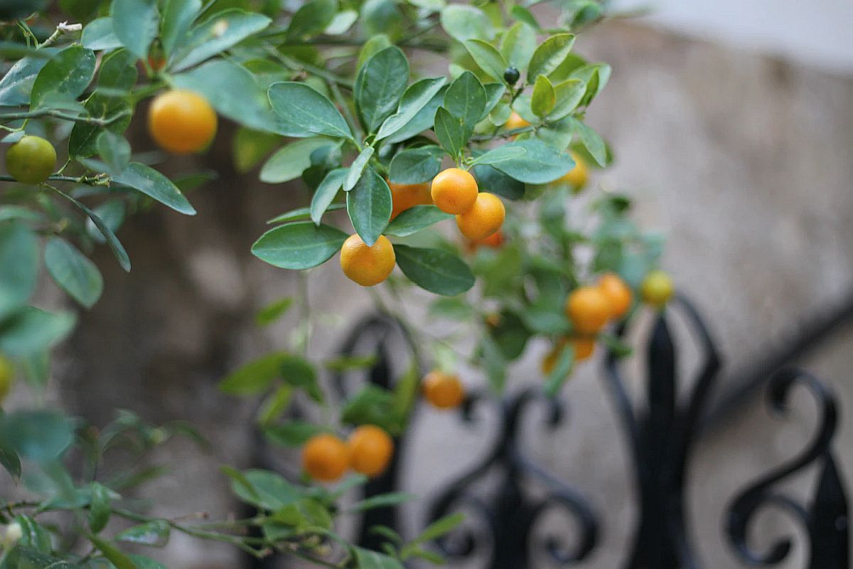 Zdravstvene beneficije mandarina i zašto ih trebamo jesti svaki dan Zdravstvene beneficije mandarina i zašto ih trebamo jesti svaki dan