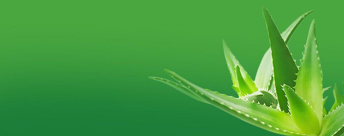 Pet nevjerovatnih zdravstvenih prednosti aloe vere