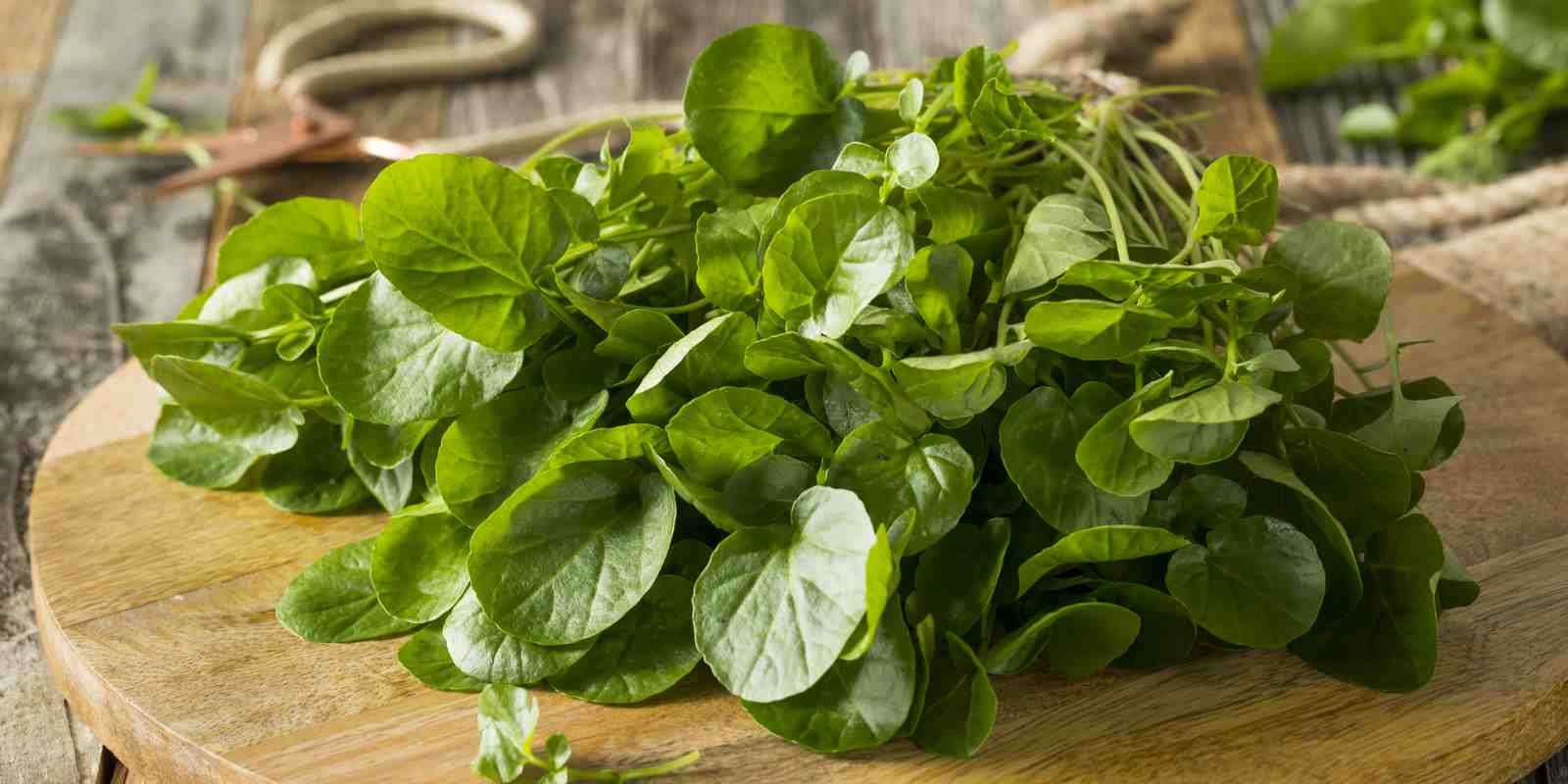 Uljepšajte vaš tanjir jestivim cvijećem