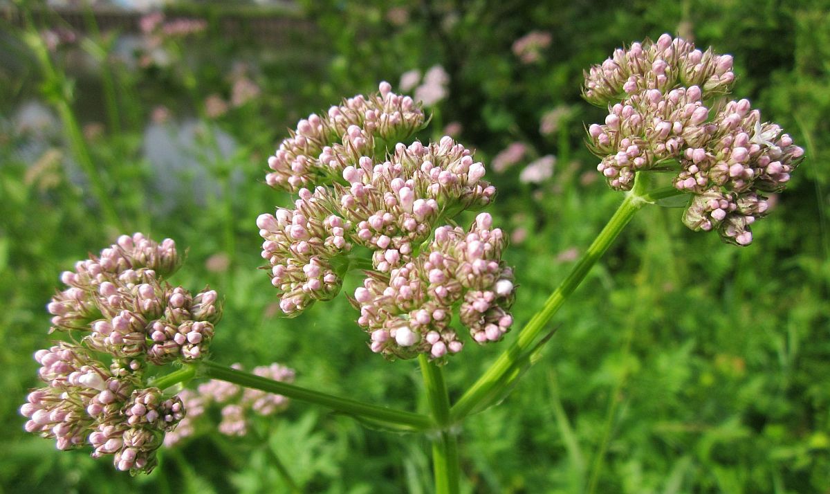 Najbolje prirodne metode za upravljanje stresom