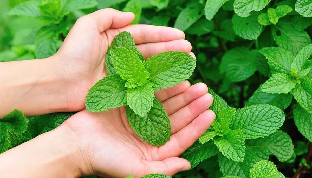 Nevjerovatno moćna biljka koja nudi rješenje za mnoge zdravstvene tegobe Nevjerovatno moćna biljka koja nudi rješenje za mnoge zdravstvene tegobe