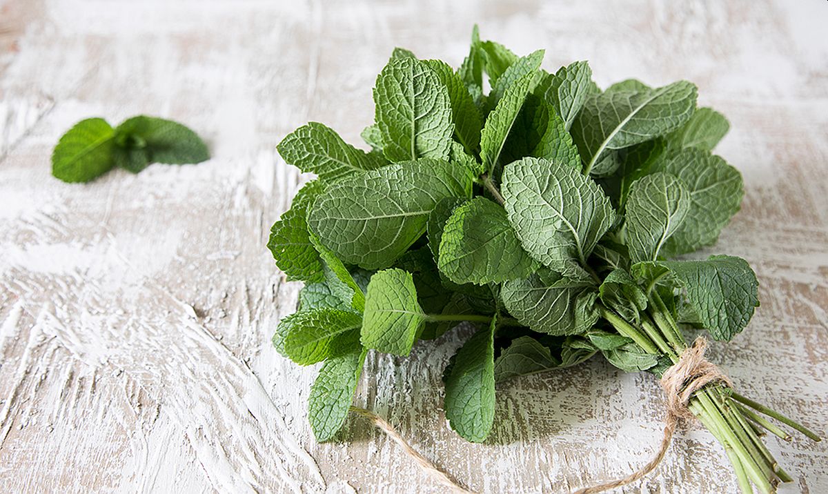 Nevjerovatno moćna biljka koja nudi rješenje za mnoge zdravstvene tegobe