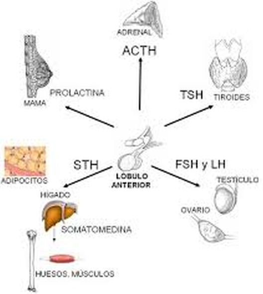 15 snažnih činjenica o čučnju