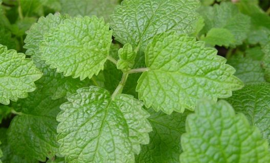 Tri namirnice koje degradiraju nivo testosterona