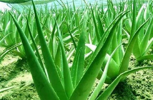 Obnovite i ojačajte kosu na prirodan način