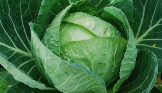 Koja hrana snižava šećer u krvi?